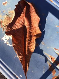 High angle view of dry leaf on autumnal leaves