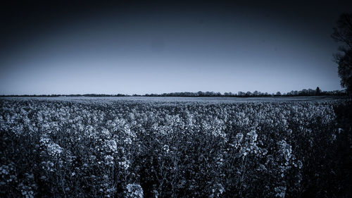 Scenic view of field against clear sky