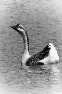 Duck swimming in lake