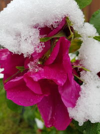 Close-up of pink rose flower