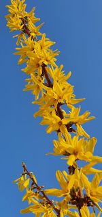 Low angle view of yellow flowering plant against clear blue sky