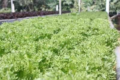 Close-up view of grass