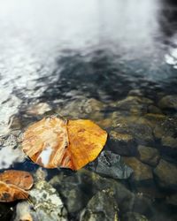 Close-up of dry leaf on water