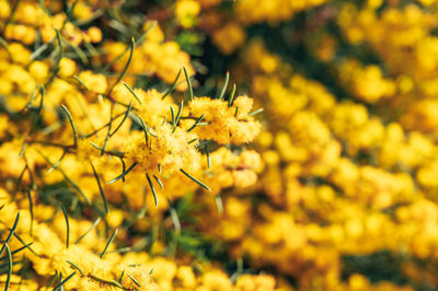 Close-up of yellow flowering plant on field