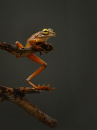 Close-up of frog on branch against tree