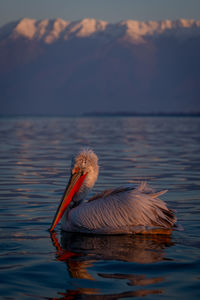 Close-up of pelican