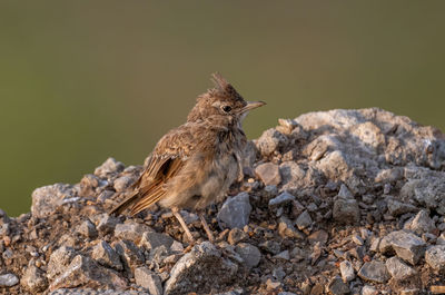 Close-up of bird perching on rock