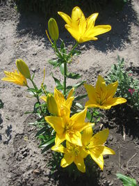 High angle view of yellow crocus flowers