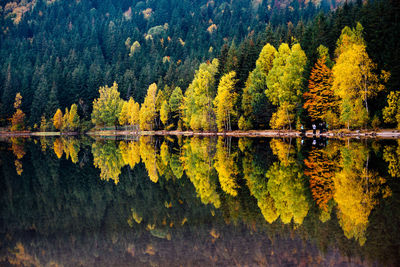 Scenic view of lake in forest during autumn