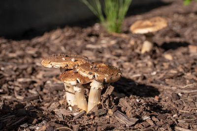 Close-up of mushroom on field