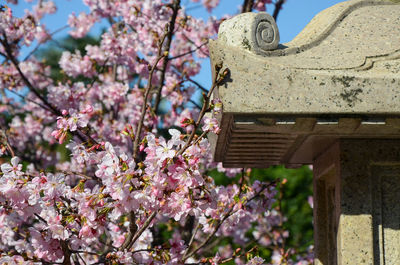 Close-up of pink cherry blossom tree