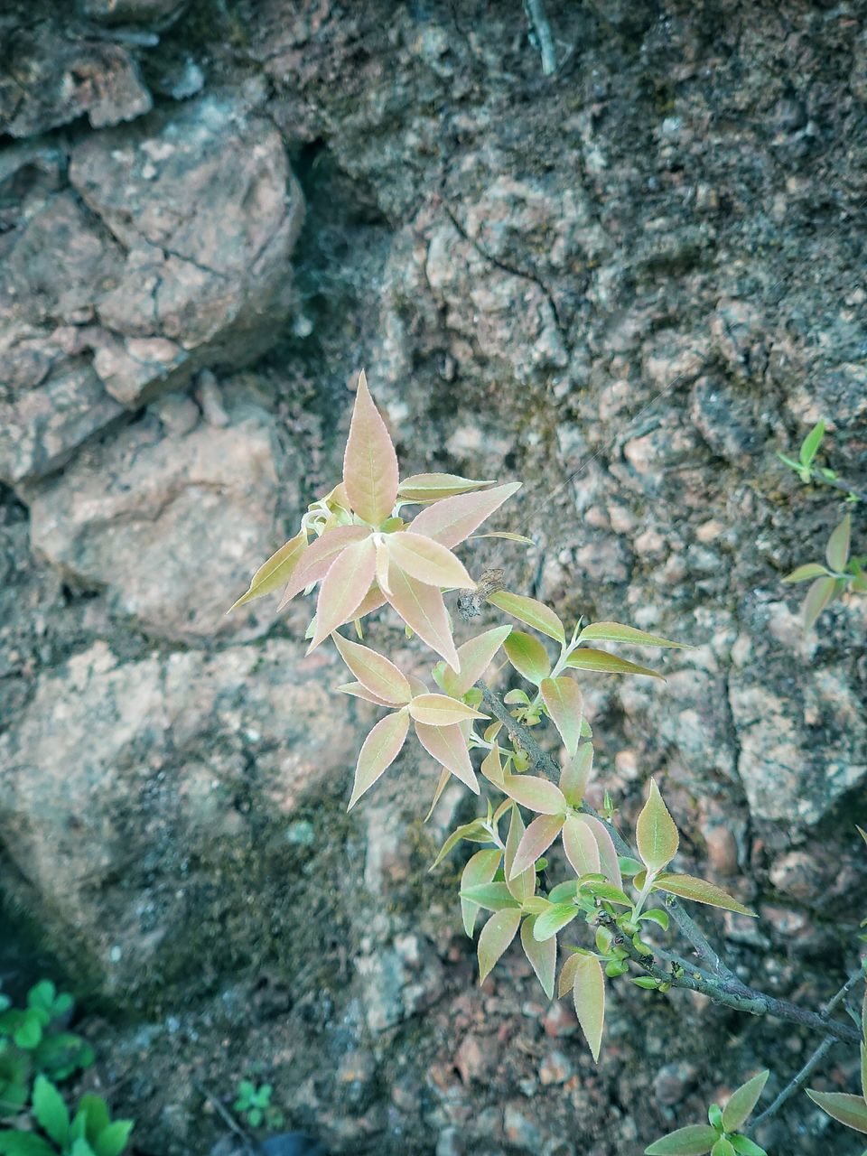 CLOSE-UP OF FLOWERING PLANT AGAINST ROCK