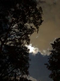 Low angle view of trees against sky