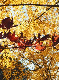 Low angle view of maple tree against sky