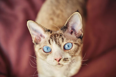 Sphynx devon rex cat close-up. portrait of a pet.