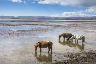 Horses in a lake