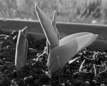 Close-up of plants growing on field