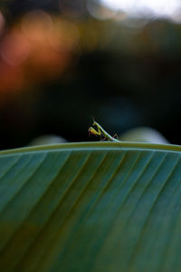 Close-up of insect on leaves