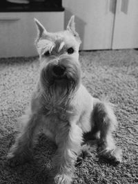 Portrait of dog sitting on floor