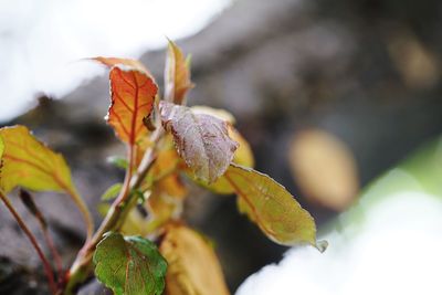 Close-up of snow covered leaves during autumn