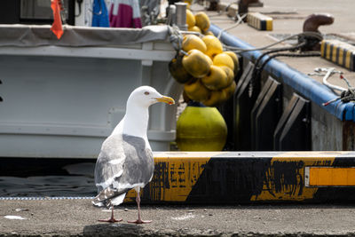 Seagull perching on a boat