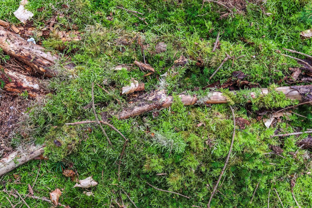 HIGH ANGLE VIEW OF TREES IN FIELD