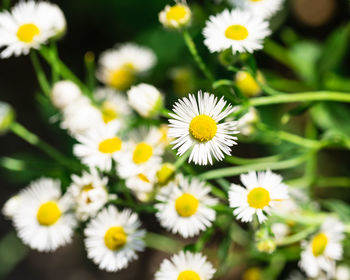 Close-up of white daisy flowers