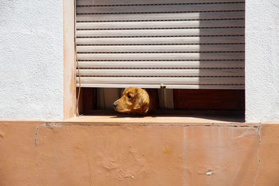 Dog looking out of a window