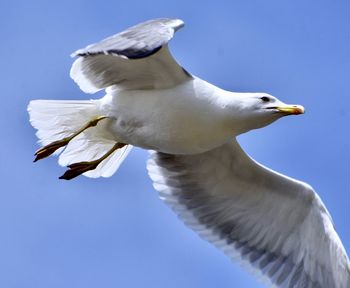 Low angle view of seagull flying