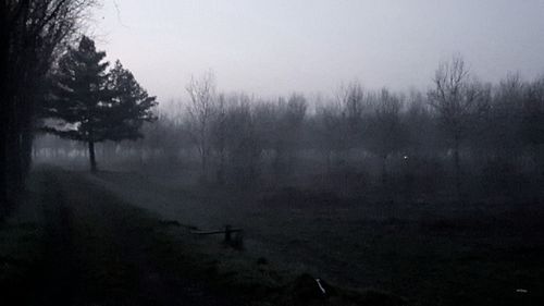 Trees in foggy weather