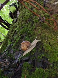 Tree trunk in forest