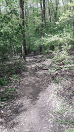 Trees in forest
