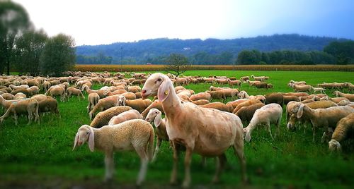 Sheep on field against sky