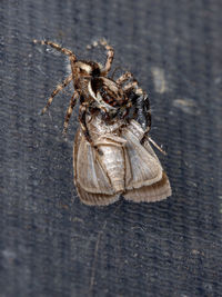 High angle view of spider on table