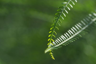 Close-up of fern leaves