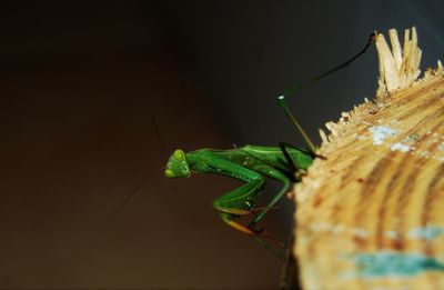 Close-up of grasshopper on wood