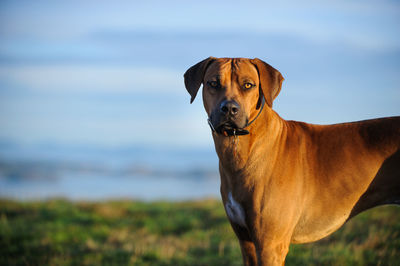 Portrait of dog standing on grass