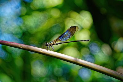 Close-up of damselfly on plant