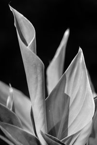 Close-up of flower against black background