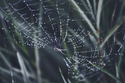 Close-up of spider web