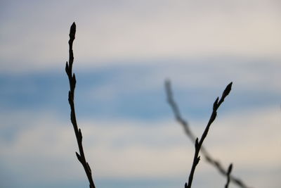 Low angle view of plants against sky