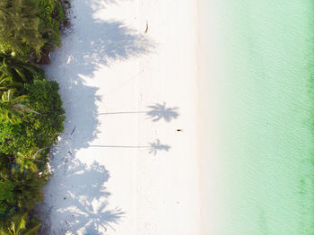 High angle view of trees on snow covered field