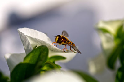 Close-up of bee pollinating flower