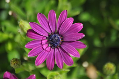 Close-up of pink flower