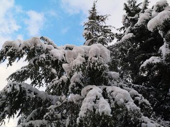 Low angle view of snow covered trees against sky
