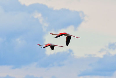 Low angle view of birds flying in sky