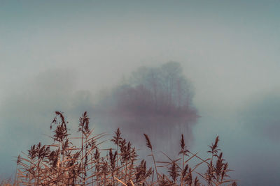 Plants by lake against sky