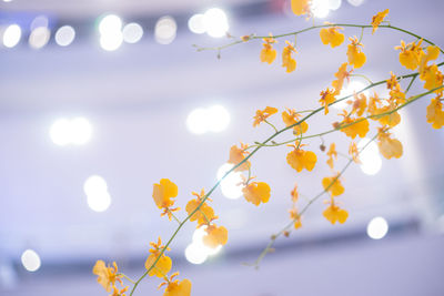 Close-up of yellow flowering plant against sky