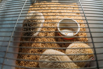 High angle view of cat in cage