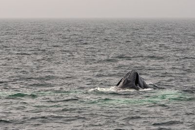 Whale swimming in sea